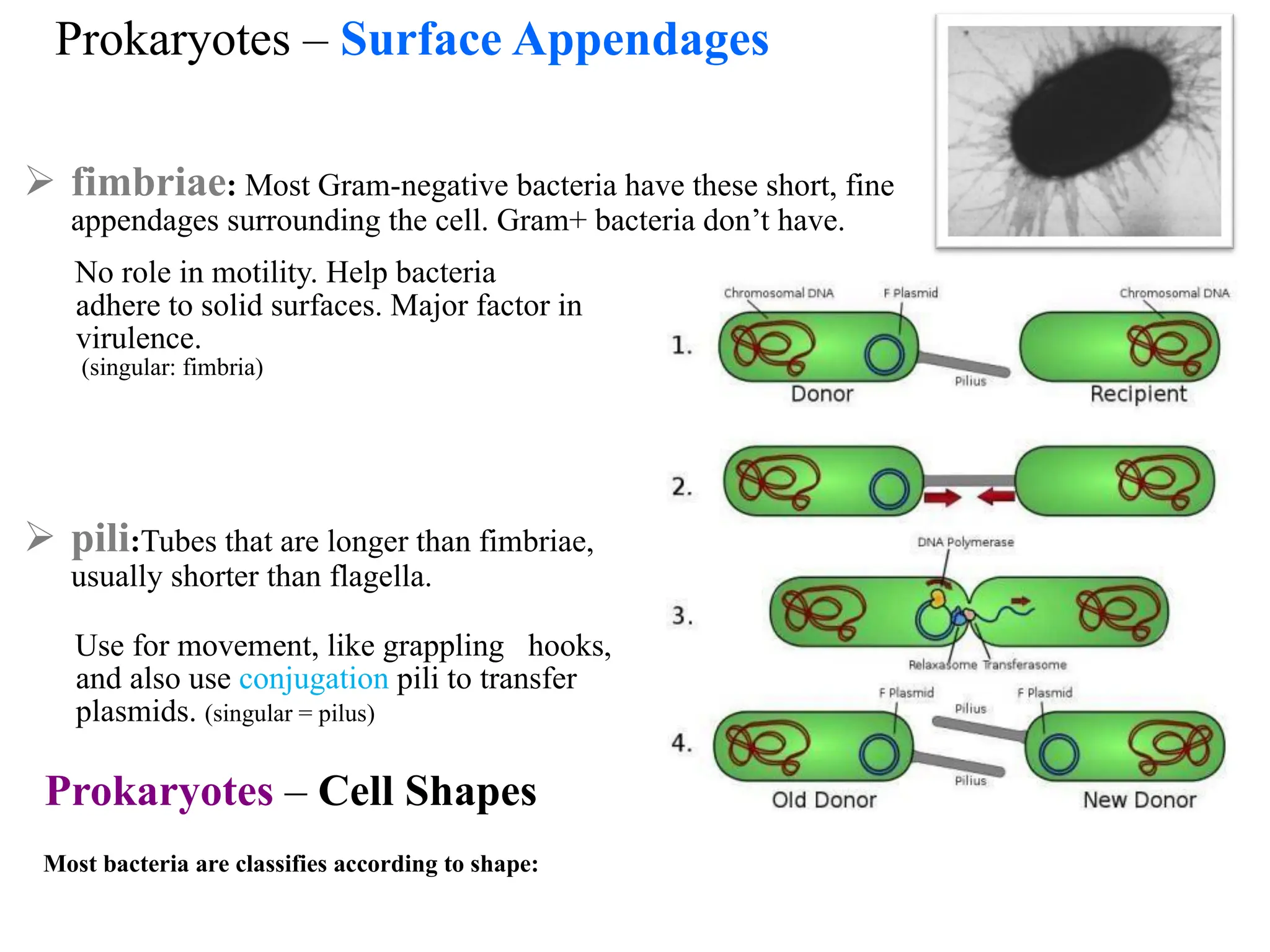 Prokaryotes – Surface Appendages
➢ fimbriae: Most Gram-negative bacteria have these short, fine
appendages surrounding the cell. Gram+ bacteria don’t have.
No role in motility. Help bacteria
adhere to solid surfaces. Major factor in
virulence.
(singular: fimbria)
➢ pili:Tubes that are longer than fimbriae,
usually shorter than flagella.
Use for movement, like grappling hooks,
and also use conjugation pili to transfer
plasmids. (singular = pilus)
Prokaryotes – Cell Shapes
Most bacteria are classifies according to shape:
 