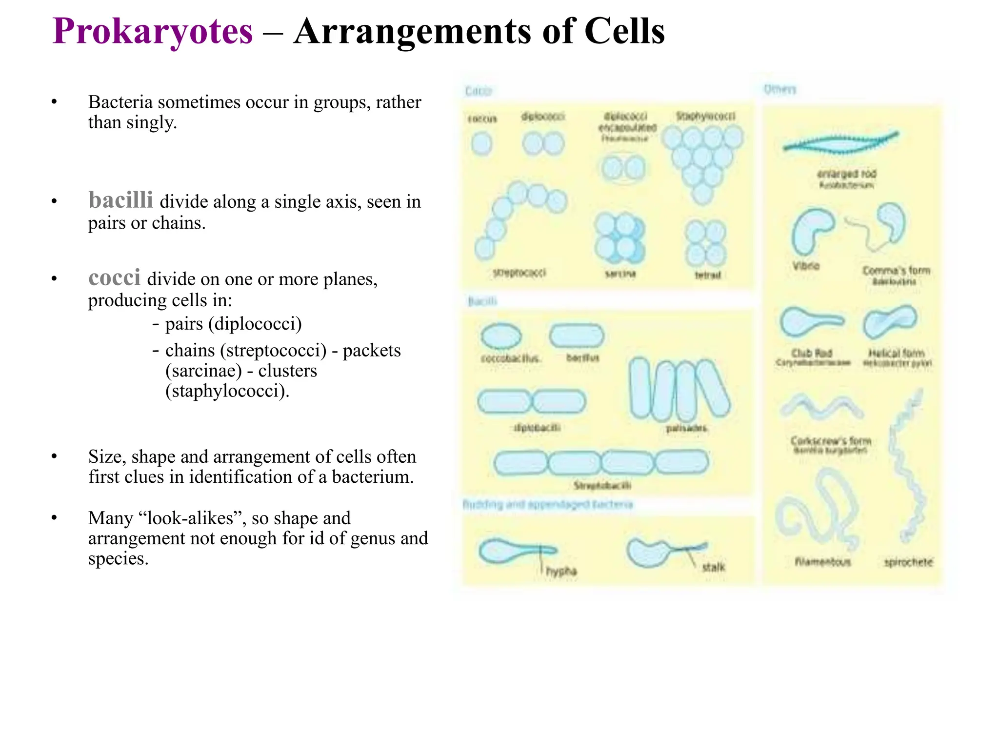 Prokaryotes – Arrangements of Cells
• Bacteria sometimes occur in groups, rather
than singly.
• bacilli divide along a single axis, seen in
pairs or chains.
• cocci divide on one or more planes,
producing cells in:
- pairs (diplococci)
- chains (streptococci) - packets
(sarcinae) - clusters
(staphylococci).
• Size, shape and arrangement of cells often
first clues in identification of a bacterium.
• Many “look-alikes”, so shape and
arrangement not enough for id of genus and
species.
 