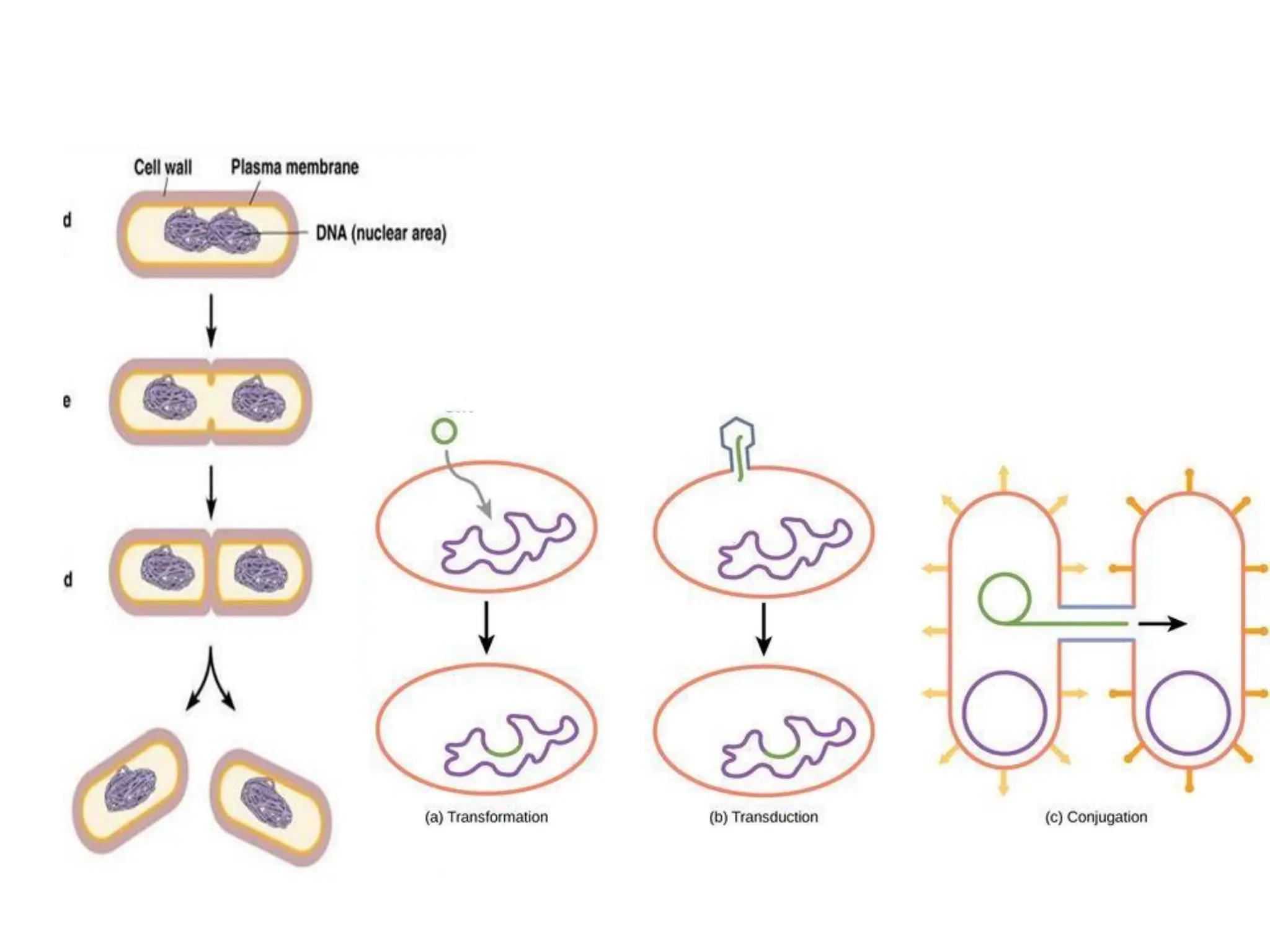 prokaryotic cell structure