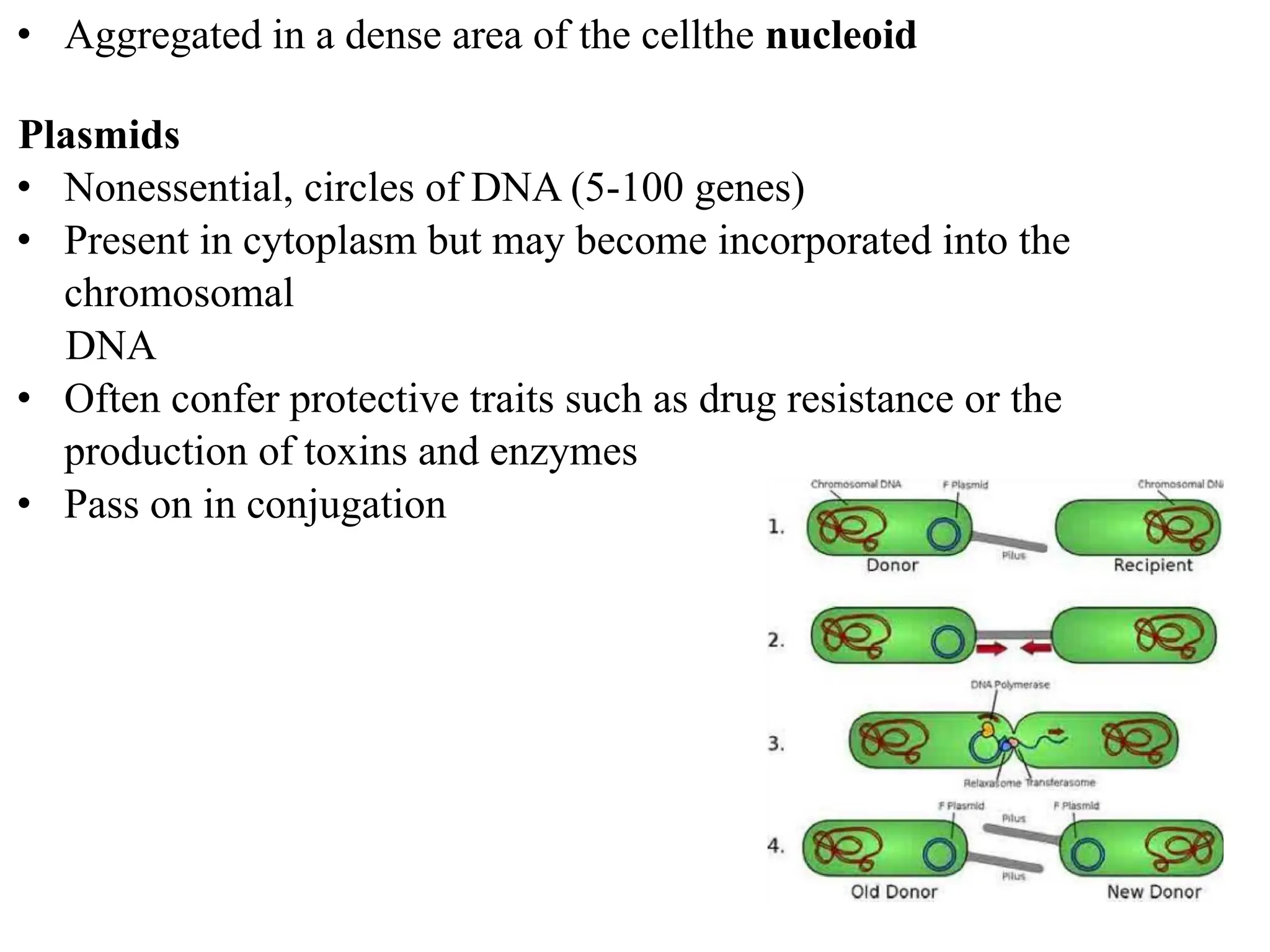 • Aggregated in a dense area of the cellthe nucleoid
Plasmids
• Nonessential, circles of DNA (5-100 genes)
• Present in cytoplasm but may become incorporated into the
chromosomal
DNA
• Often confer protective traits such as drug resistance or the
production of toxins and enzymes
• Pass on in conjugation
 