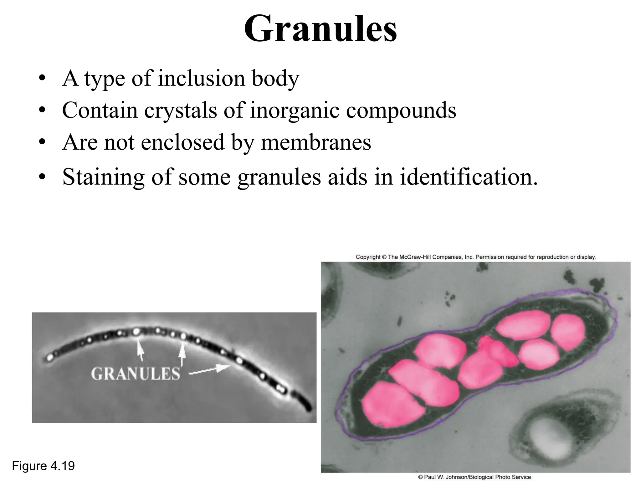 Granules
• A type of inclusion body
• Contain crystals of inorganic compounds
• Are not enclosed by membranes
• Staining of some granules aids in identification.
Figure 4.19
 