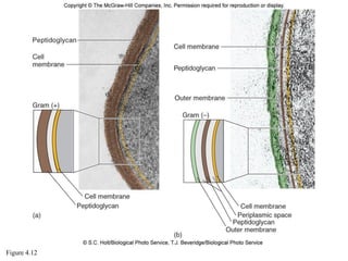 prokaryotic cell structure | PDF
