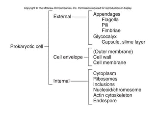 prokaryotic cell structure | PDF