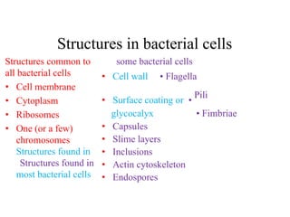 prokaryotic cell structure | PDF