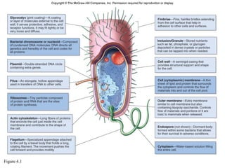 prokaryotic cell structure | PDF