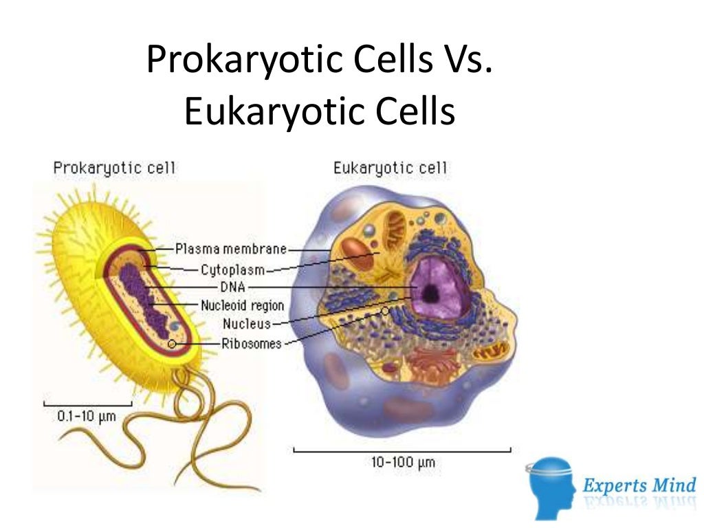 prokaryotic-cells-vs-eukaryotic-cells