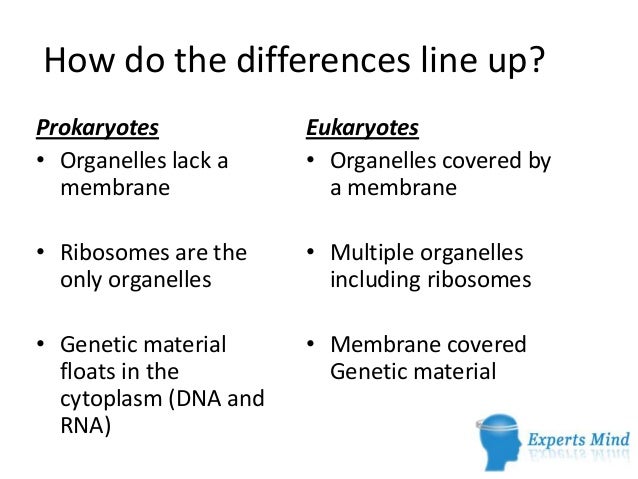 eukaryotes vs prokaryotes
