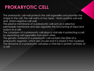 The prokaryotic cell wall protects the cell organelles and provides the
shape to the cell. The cell wall is of two types - Gram positive cell wall
and Gram negative cell wall.
The plasma membrane of a prokaryotic cell acts as a selective
permeable membrane and also regulates the functioning of input and
output of a cell.
The cytoplasm of a prokaryotic cell plays a vital role in protecting a cell
by separating cell organelles from each other.
The genetic material of a prokaryotic cell contains the DNA of a
prokaryotic organism, which are circular and it is stored in the nucleiod.
The ribosome of a prokaryotic cell plays a vital role in protein synthesis of
a cell.
 