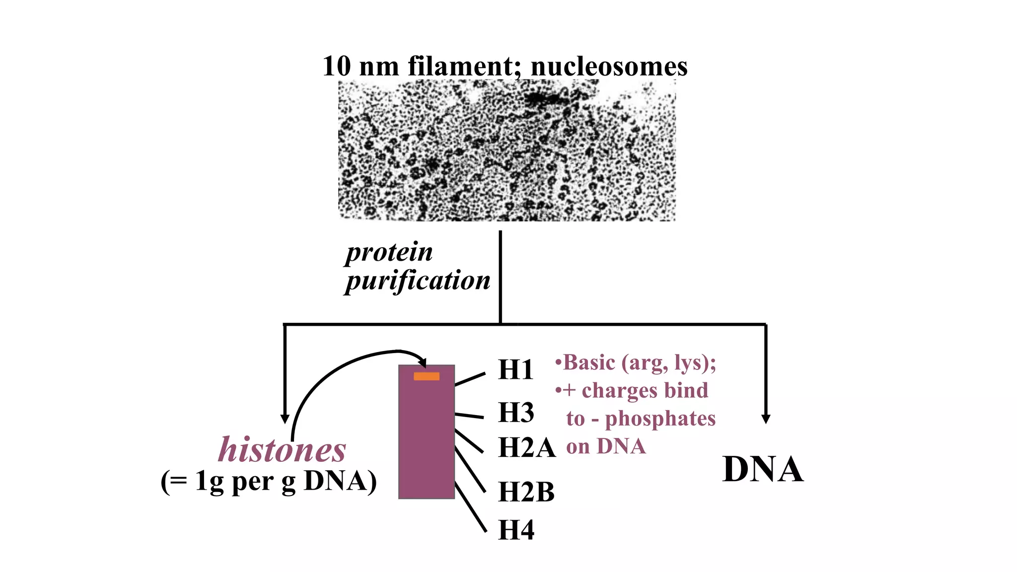 10 nm filament; nucleosomes

protein
purification

histones
(= 1g per g DNA)

H1 •Basic (arg, lys);
•+ charges bind
H3 to - phosphates
H2A on DNA
H2B
H4

DNA

 
