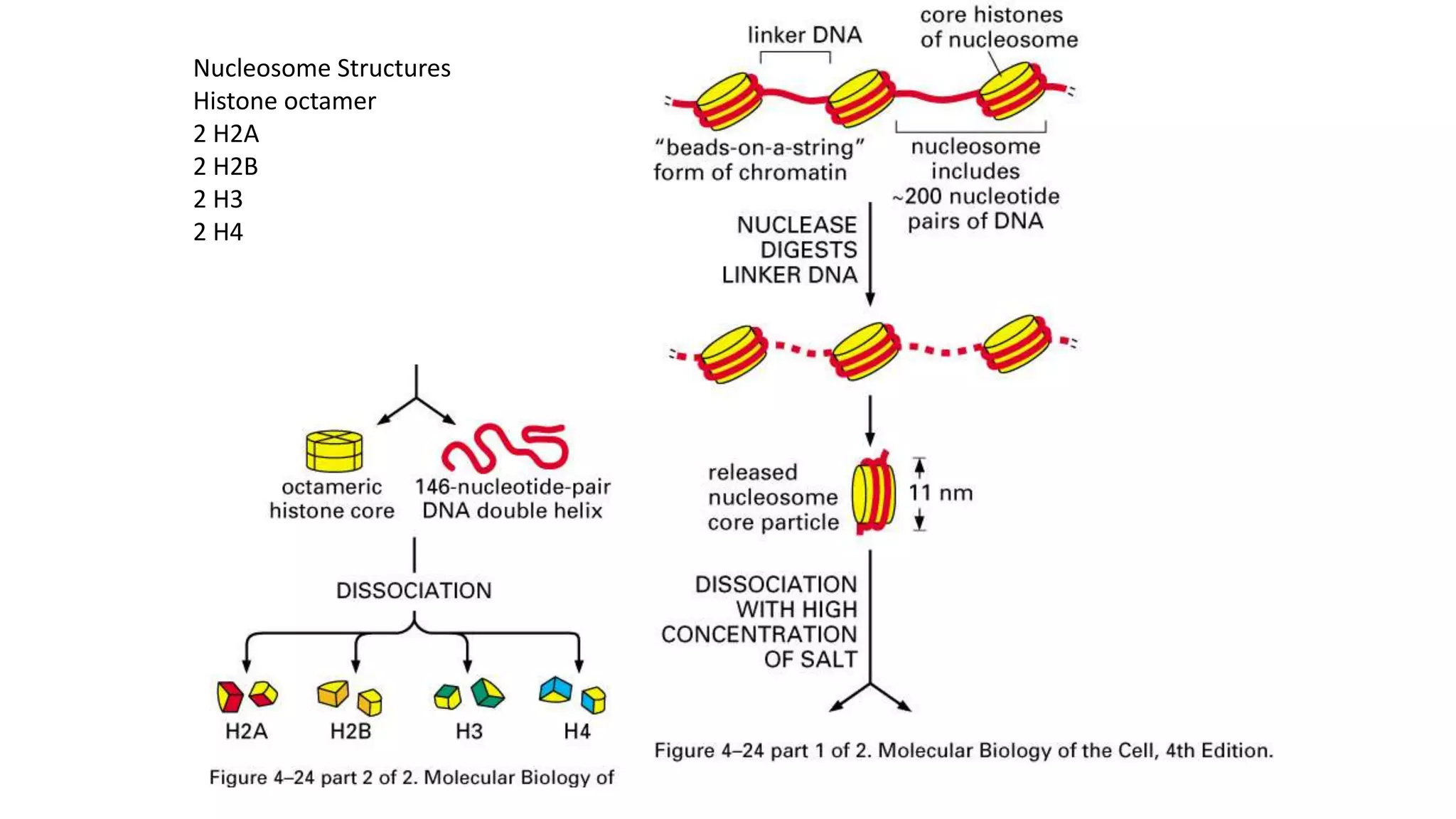 Nucleosome Structures
Histone octamer
2 H2A
2 H2B
2 H3
2 H4

 