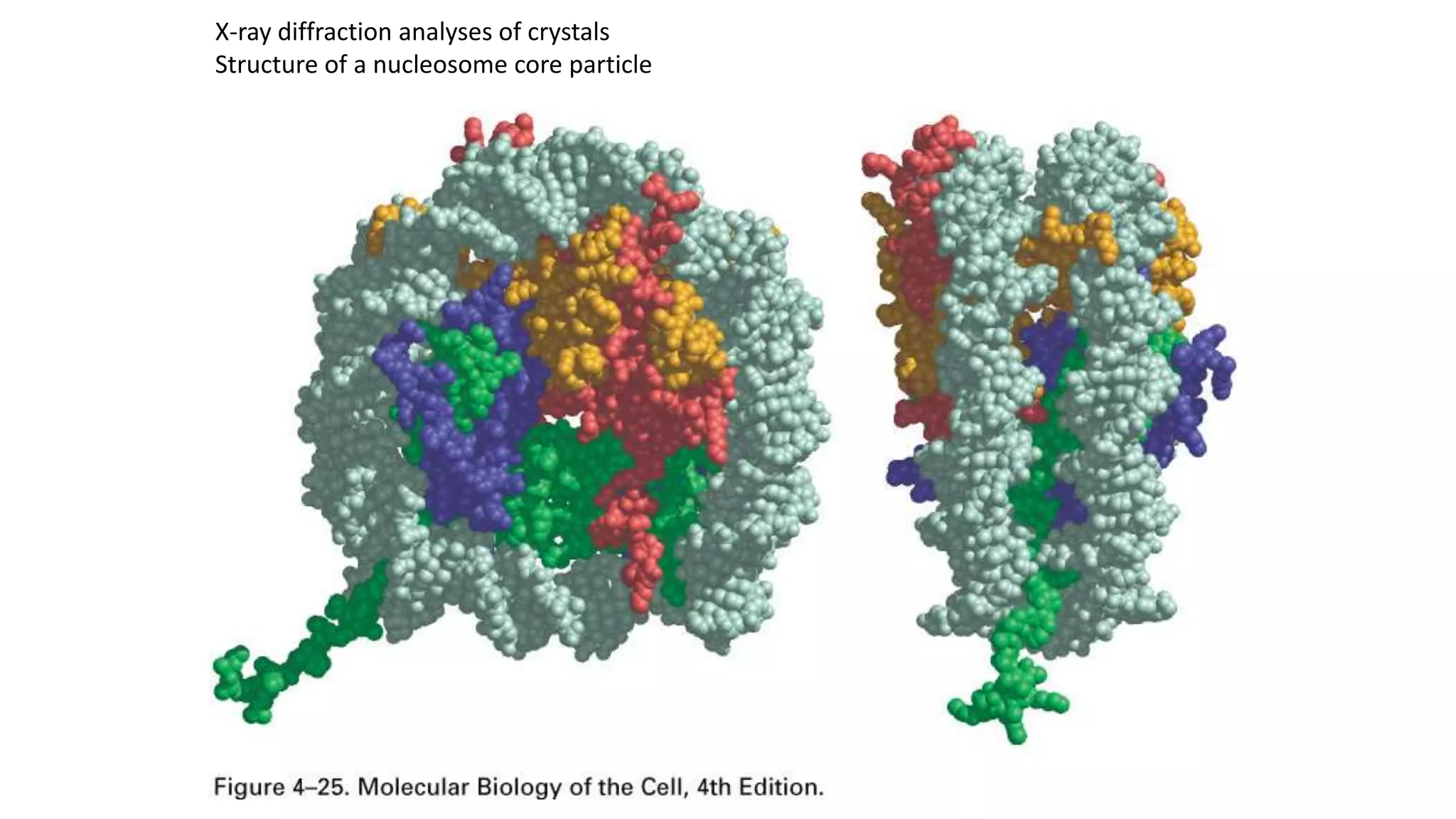 X-ray diffraction analyses of crystals
Structure of a nucleosome core particle

 