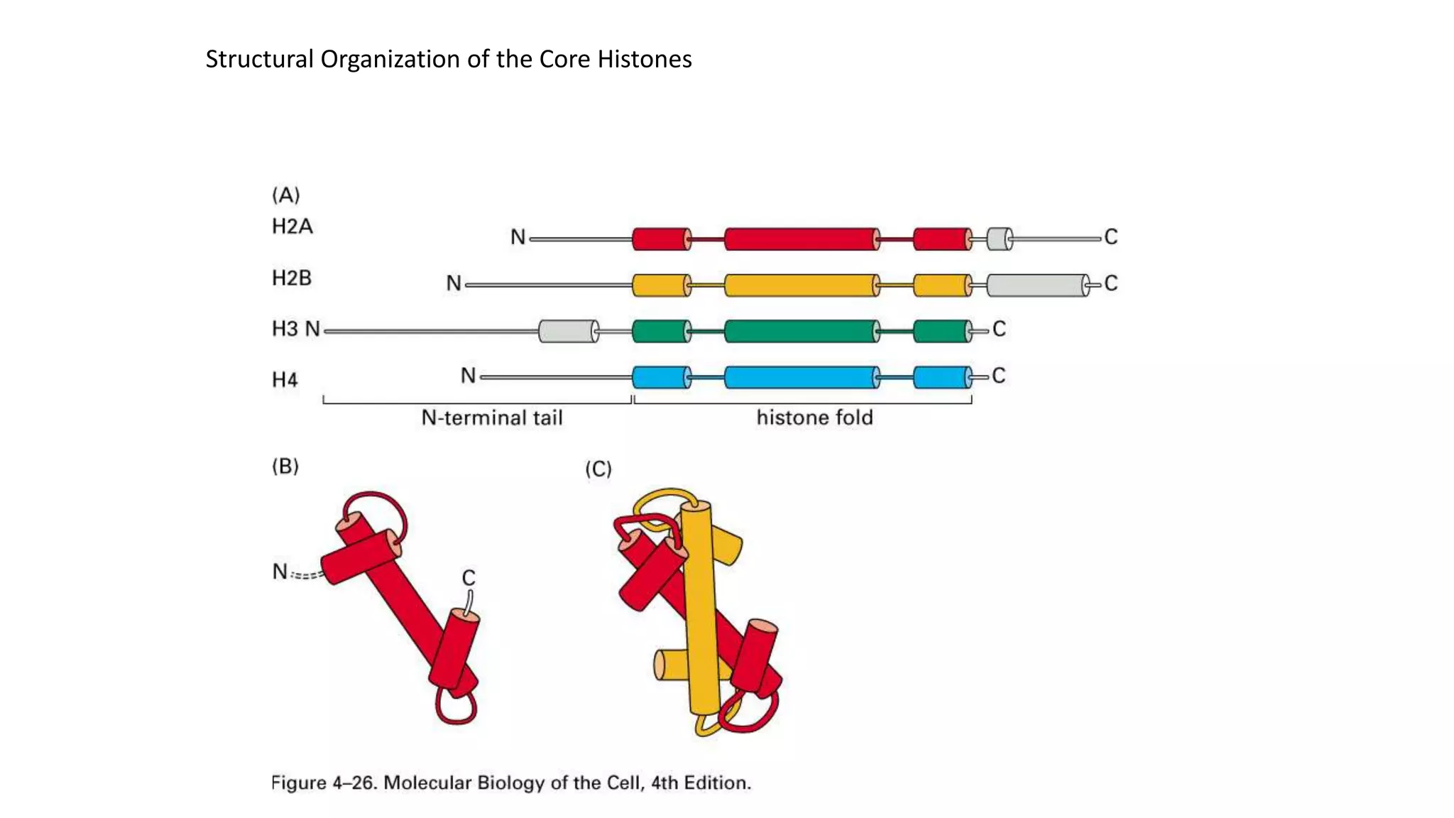 Structural Organization of the Core Histones

 