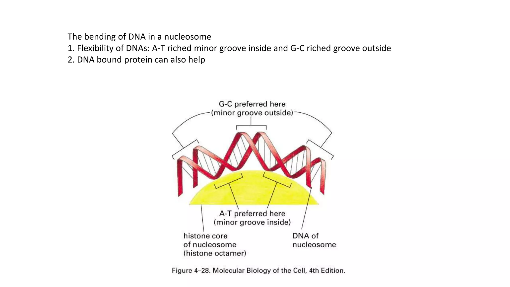The bending of DNA in a nucleosome
1. Flexibility of DNAs: A-T riched minor groove inside and G-C riched groove outside
2. DNA bound protein can also help

 