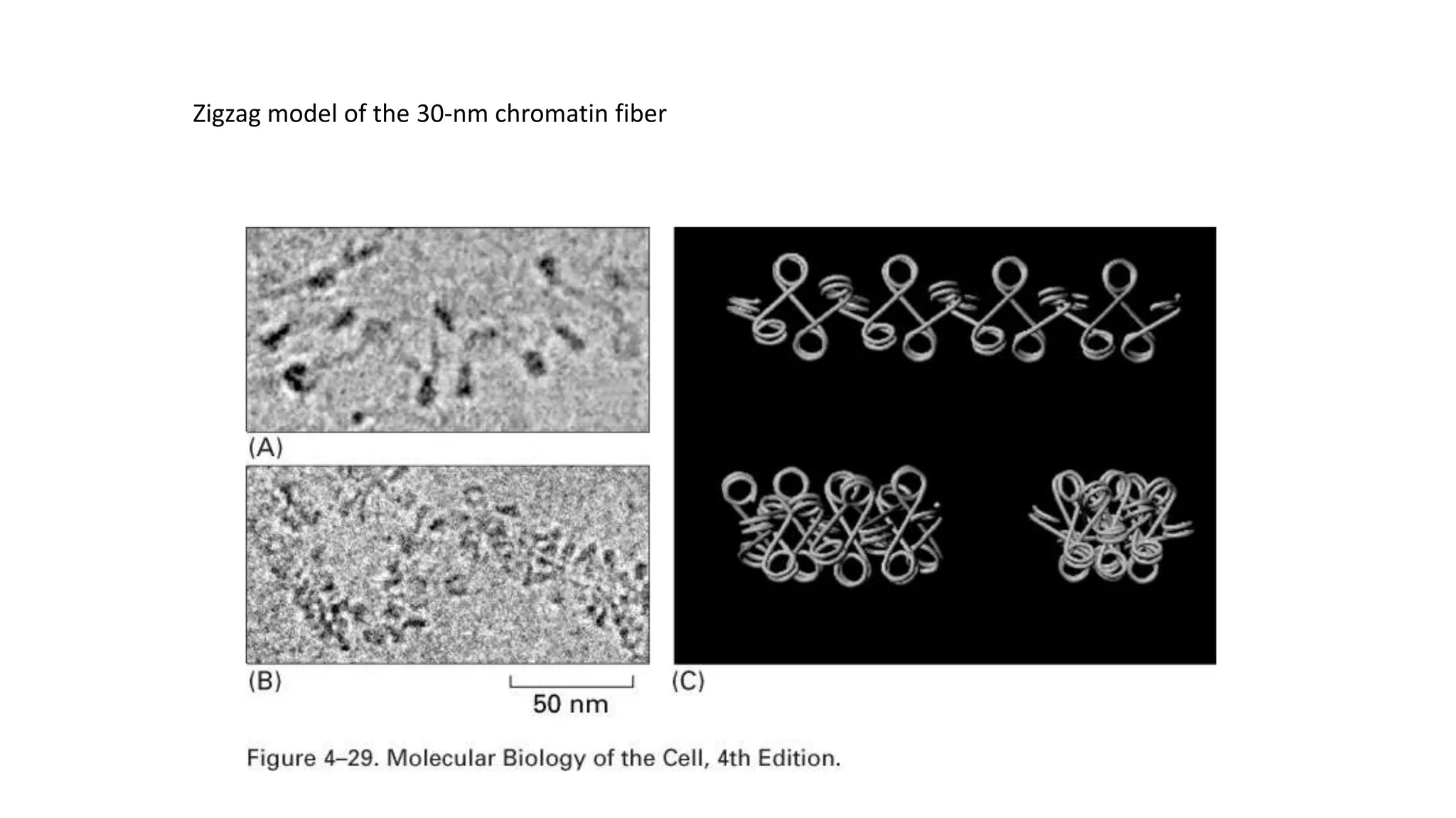 Zigzag model of the 30-nm chromatin fiber

 