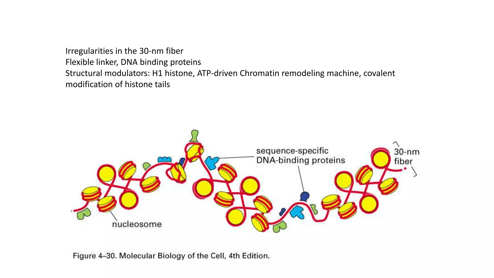 Irregularities in the 30-nm fiber
Flexible linker, DNA binding proteins
Structural modulators: H1 histone, ATP-driven Chromatin remodeling machine, covalent
modification of histone tails

 