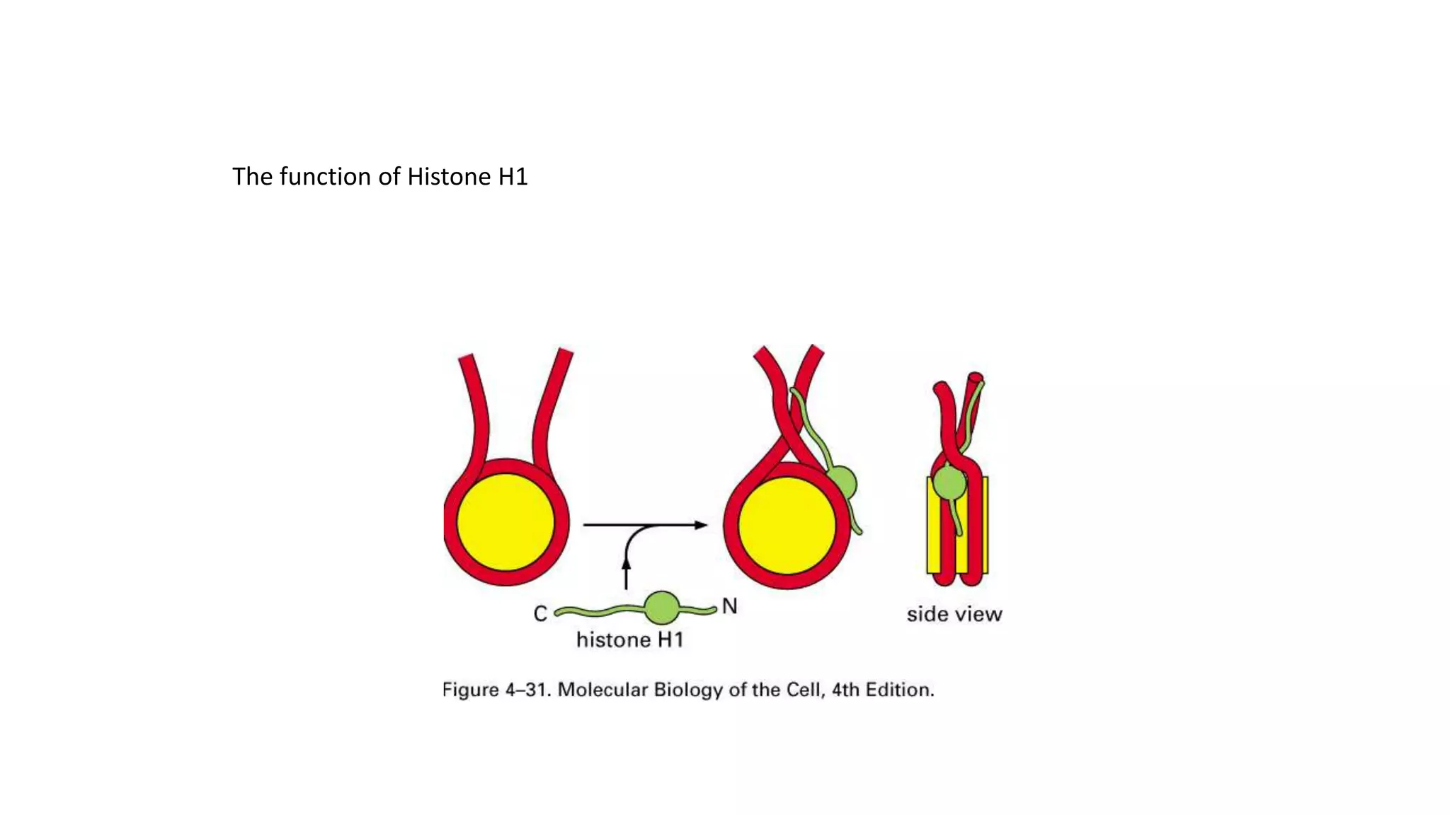 The function of Histone H1

 
