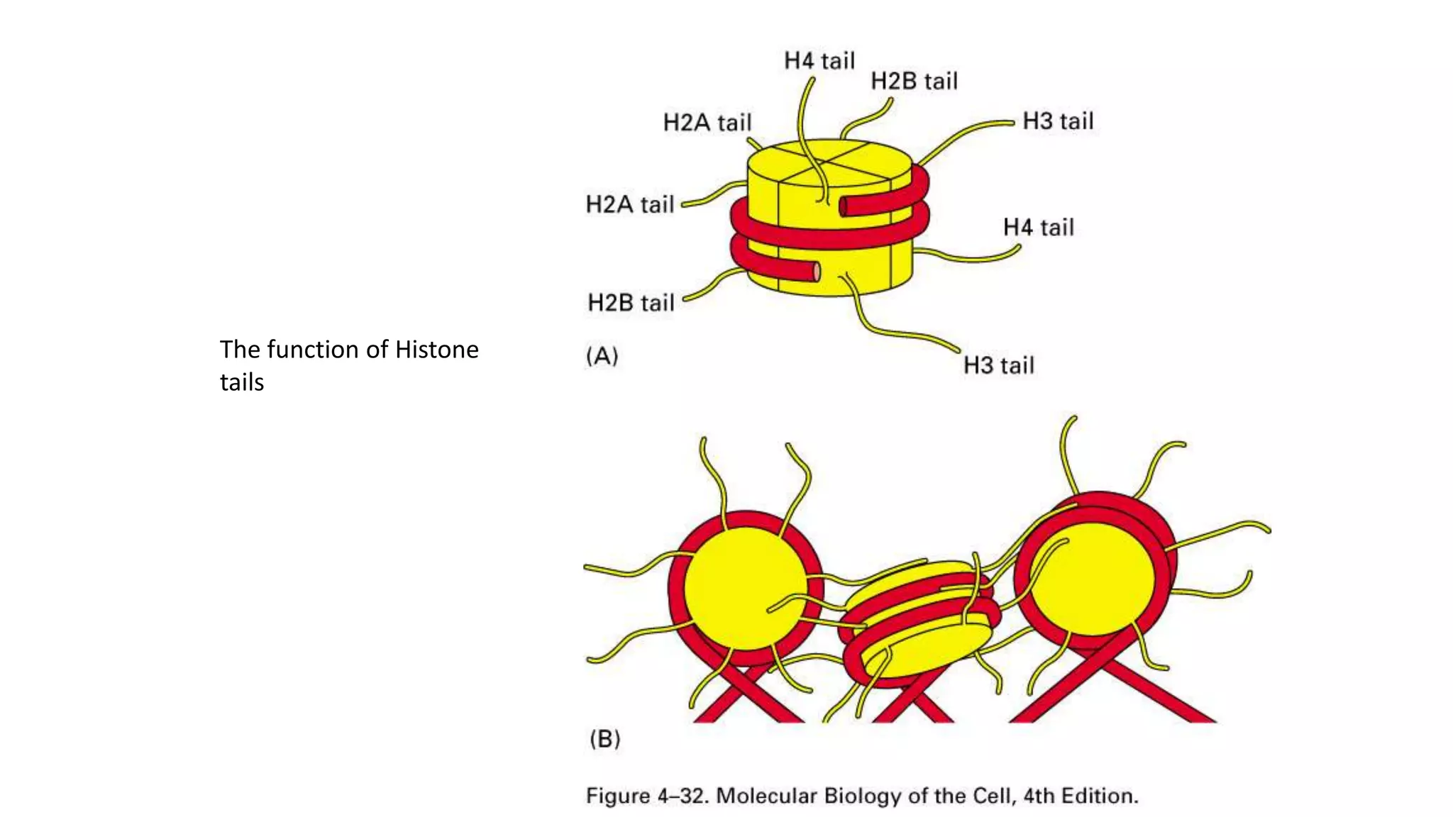 The function of Histone
tails

 
