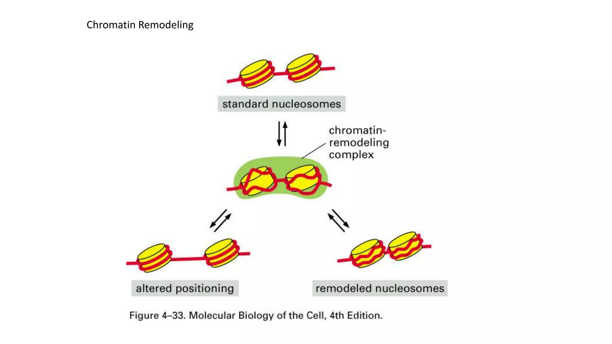 Chromatin Remodeling

 