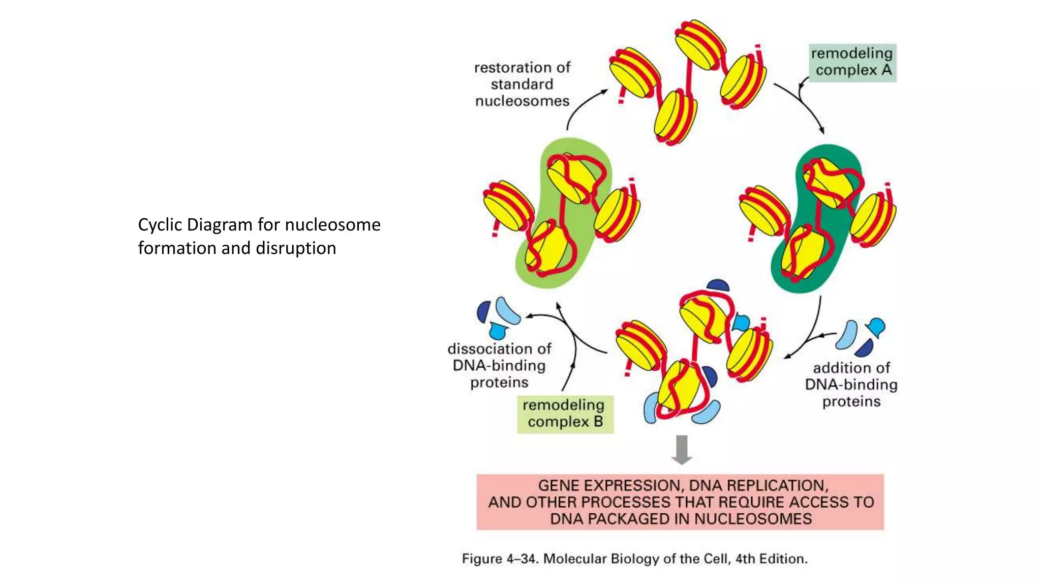 Cyclic Diagram for nucleosome
formation and disruption

 
