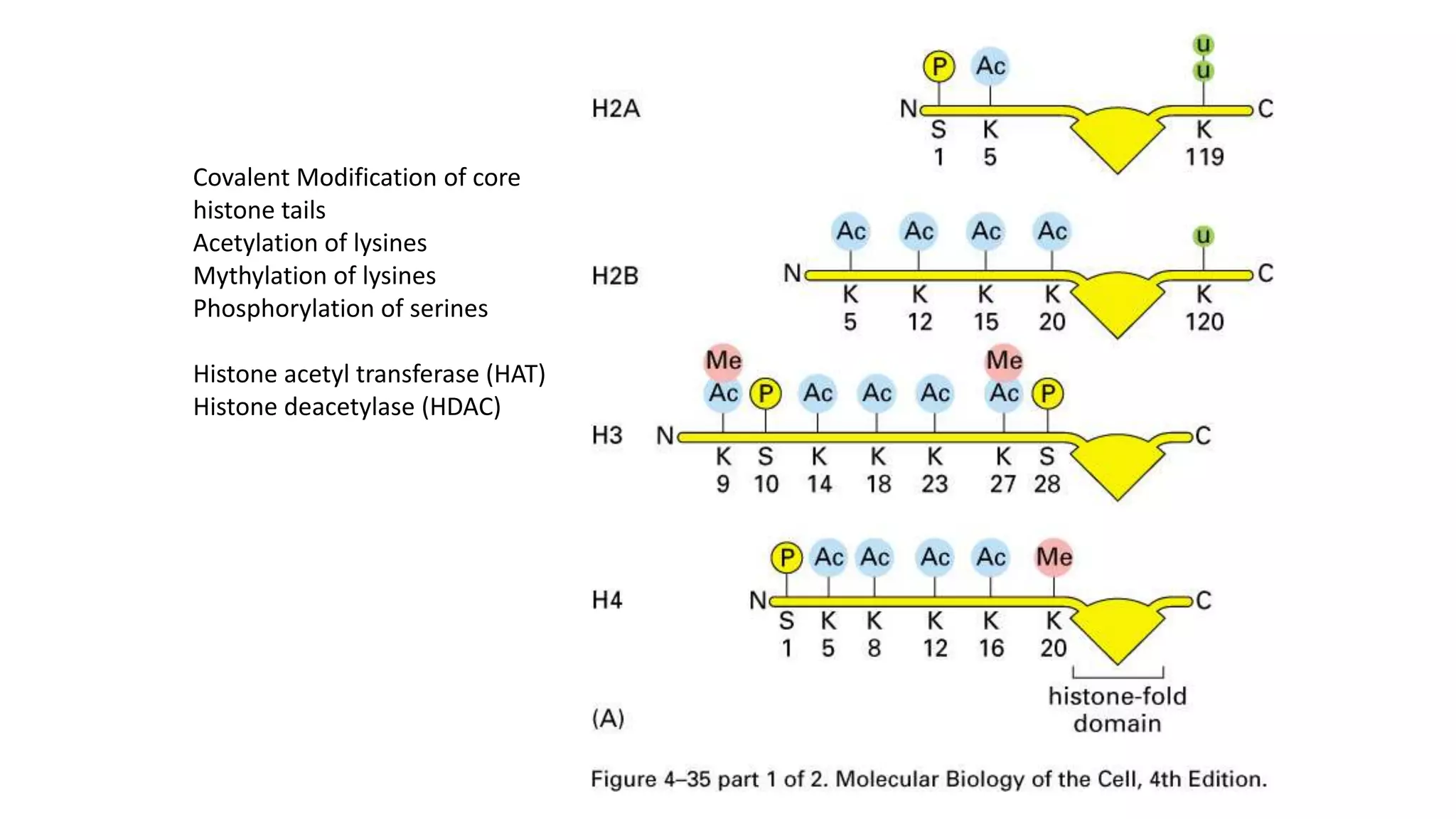 Covalent Modification of core
histone tails
Acetylation of lysines
Mythylation of lysines
Phosphorylation of serines
Histone acetyl transferase (HAT)
Histone deacetylase (HDAC)

 
