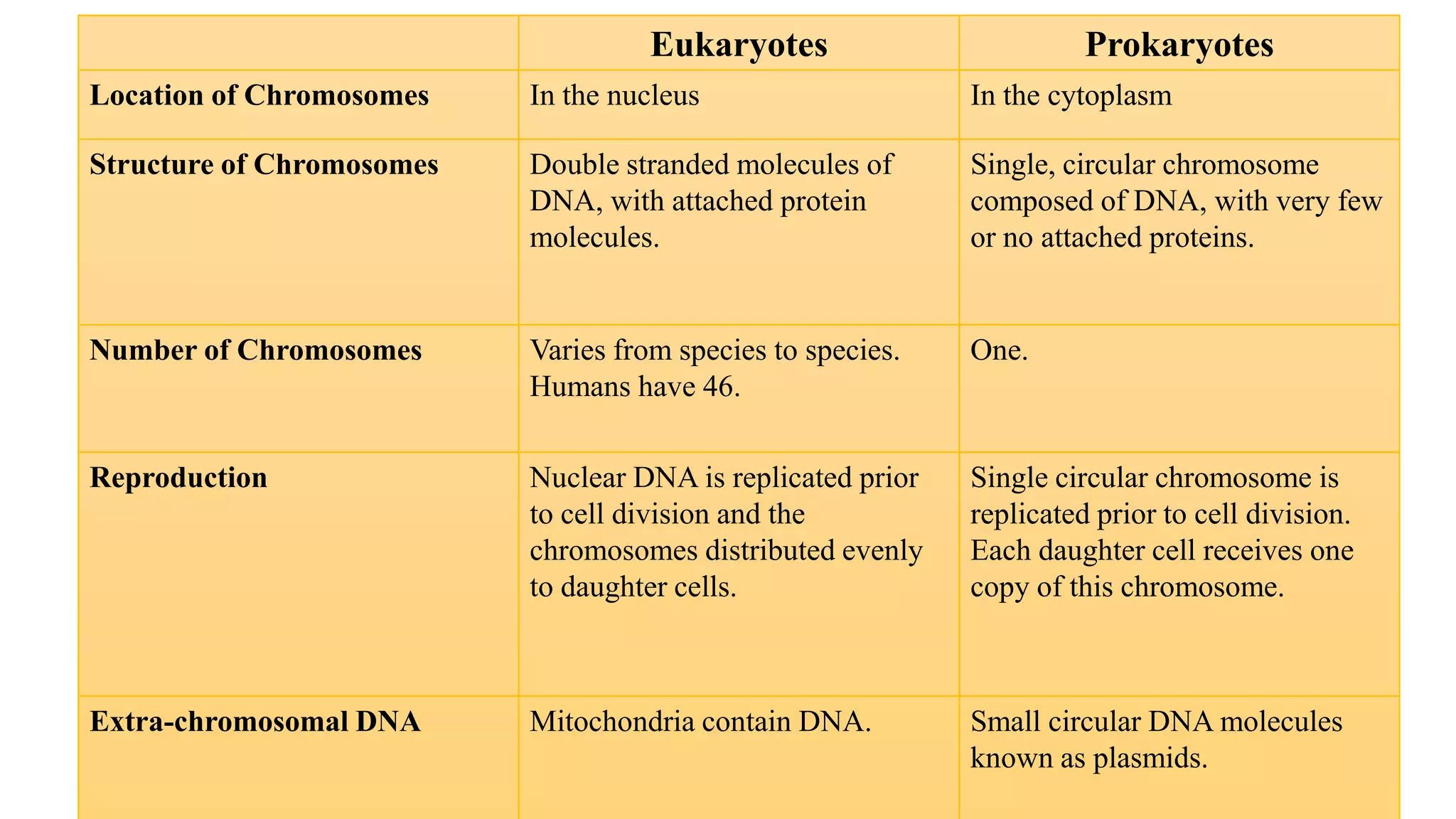 Eukaryotes

Prokaryotes

Location of Chromosomes

In the nucleus

In the cytoplasm

Structure of Chromosomes

Double stranded molecules of
DNA, with attached protein
molecules.

Single, circular chromosome
composed of DNA, with very few
or no attached proteins.

Number of Chromosomes

Varies from species to species.
Humans have 46.

One.

Reproduction

Nuclear DNA is replicated prior
to cell division and the
chromosomes distributed evenly
to daughter cells.

Single circular chromosome is
replicated prior to cell division.
Each daughter cell receives one
copy of this chromosome.

Extra-chromosomal DNA

Mitochondria contain DNA.

Small circular DNA molecules
known as plasmids.

 