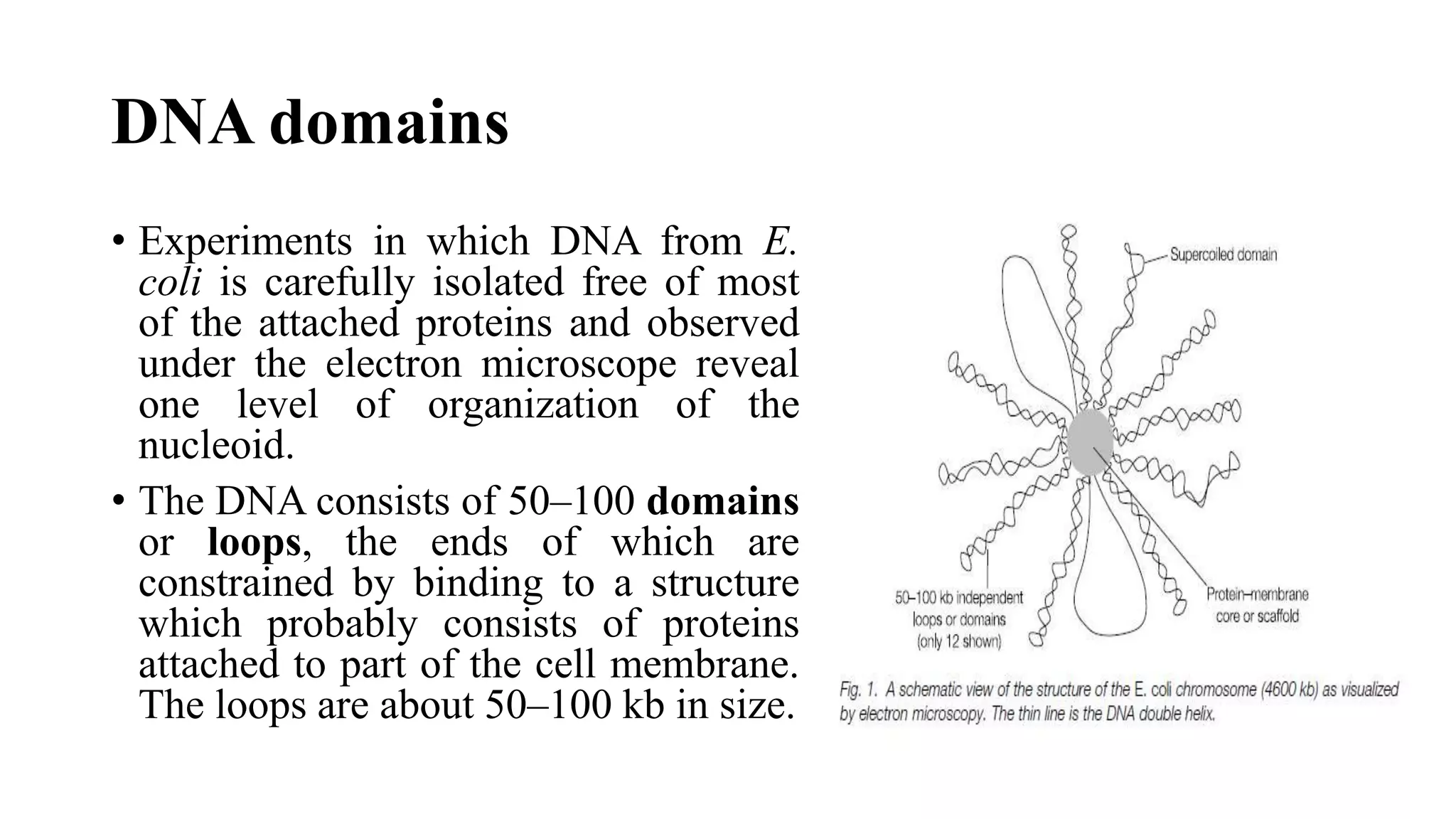 DNA domains
• Experiments in which DNA from E.
coli is carefully isolated free of most
of the attached proteins and observed
under the electron microscope reveal
one level of organization of the
nucleoid.
• The DNA consists of 50–100 domains
or loops, the ends of which are
constrained by binding to a structure
which probably consists of proteins
attached to part of the cell membrane.
The loops are about 50–100 kb in size.

 