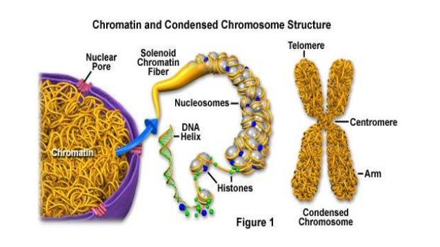 Prokaryotic chromosome structure and organization
