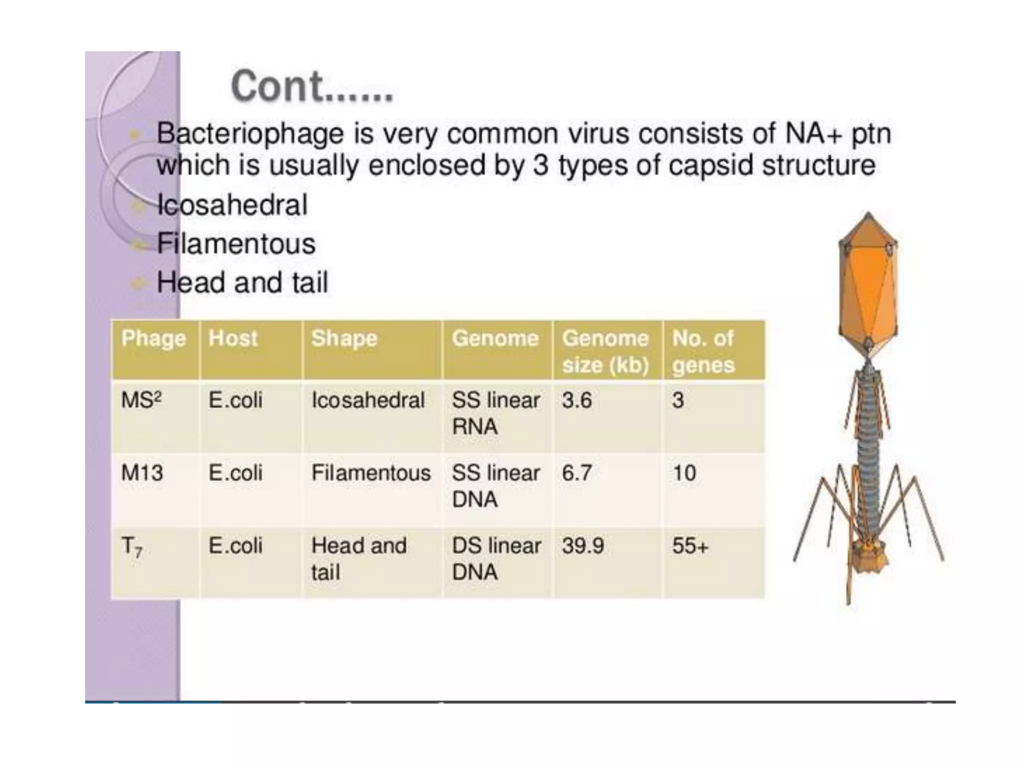 Prokaryotic chromosome structure