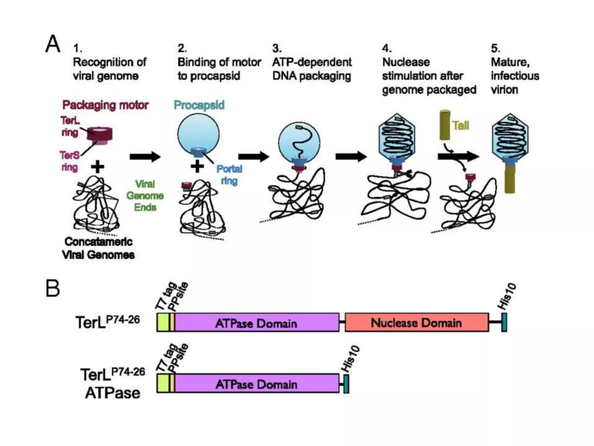 Prokaryotic chromosome structure