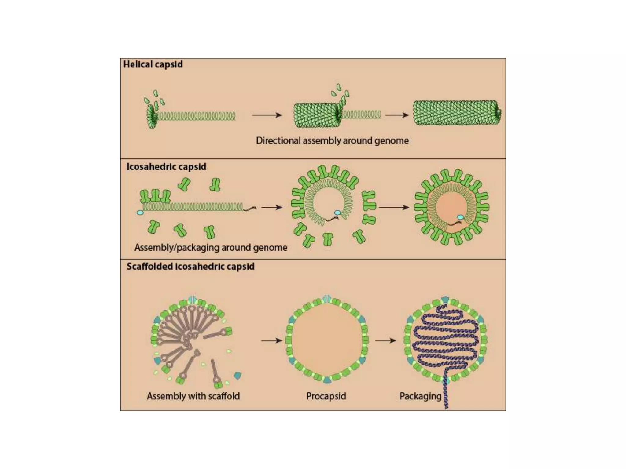 Prokaryotic chromosome structure