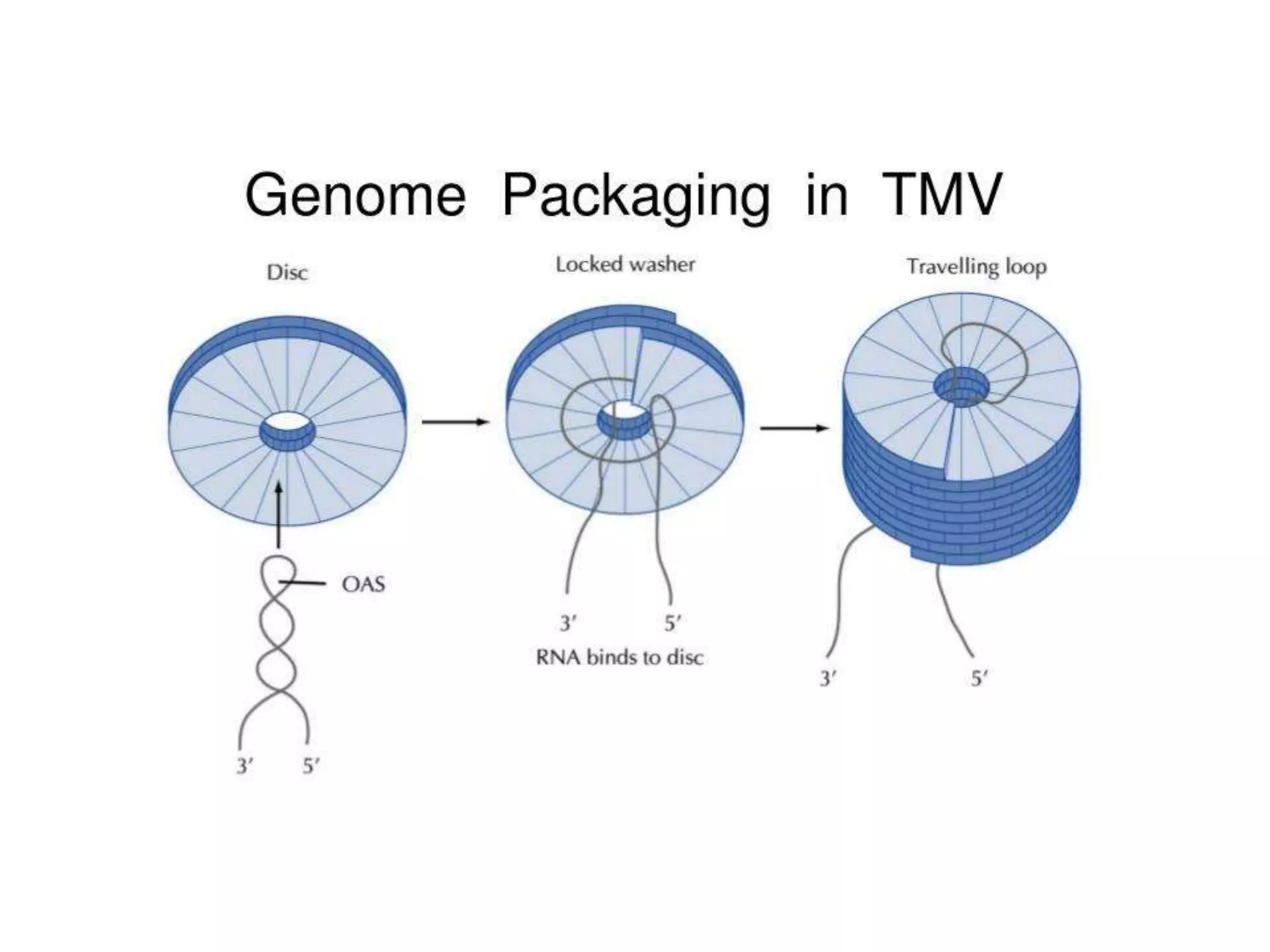 Prokaryotic chromosome structure