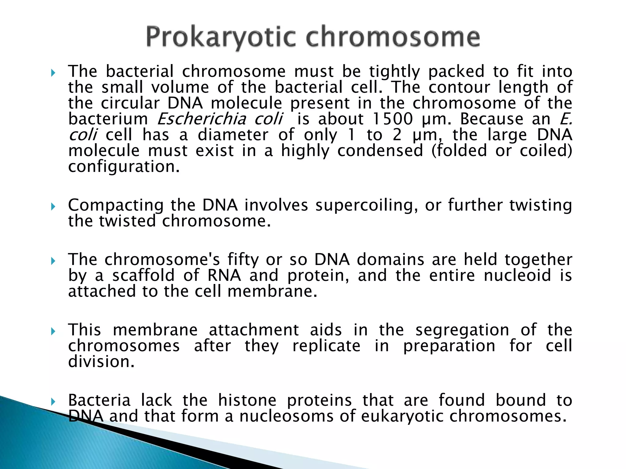  The bacterial chromosome must be tightly packed to fit into
the small volume of the bacterial cell. The contour length of
the circular DNA molecule present in the chromosome of the
bacterium Escherichia coli is about 1500 µm. Because an E.
coli cell has a diameter of only 1 to 2 µm, the large DNA
molecule must exist in a highly condensed (folded or coiled)
configuration.
 Compacting the DNA involves supercoiling, or further twisting
the twisted chromosome.
 The chromosome's fifty or so DNA domains are held together
by a scaffold of RNA and protein, and the entire nucleoid is
attached to the cell membrane.
 This membrane attachment aids in the segregation of the
chromosomes after they replicate in preparation for cell
division.
 Bacteria lack the histone proteins that are found bound to
DNA and that form a nucleosoms of eukaryotic chromosomes.
 