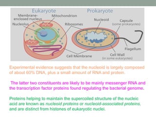 Comprehensive Overview of Prokaryotic Genome Structure and Function | PPTX