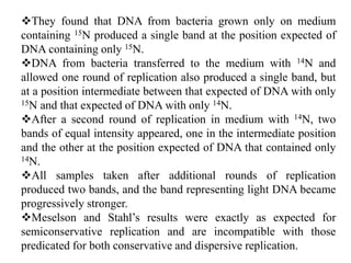 They found that DNA from bacteria grown only on medium
containing 15N produced a single band at the position expected of
DNA containing only 15N.
DNA from bacteria transferred to the medium with 14N and
allowed one round of replication also produced a single band, but
at a position intermediate between that expected of DNA with only
15N and that expected of DNA with only 14N.
After a second round of replication in medium with 14N, two
bands of equal intensity appeared, one in the intermediate position
and the other at the position expected of DNA that contained only
14N.
All samples taken after additional rounds of replication
produced two bands, and the band representing light DNA became
progressively stronger.
Meselson and Stahl’s results were exactly as expected for
semiconservative replication and are incompatible with those
predicated for both conservative and dispersive replication.
 