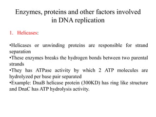 Enzymes, proteins and other factors involved
in DNA replication
1. Helicases:
•Helicases or unwinding proteins are responsible for strand
separation
•These enzymes breaks the hydrogen bonds between two parental
strands
•They has ATPase activity by which 2 ATP molecules are
hydrolyzed per base pair separated
•Example: DnaB helicase protein (300KD) has ring like structure
and DnaC has ATP hydrolysis activity.
 