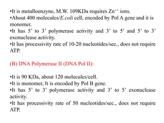 •It is metalloenzyne, M.W. 109KDa requires Zn++ ions.
•About 400 molecules/E.coli cell, encoded by Pol A gene and it is
monomer.
•It has 5’ to 3’ polymerase activity and 3’ to 5’ and 5’ to 3’
exonuclease activity.
•It has processivity rate of 10-20 nucleotides/sec., does not require
ATP.
(B) DNA Polymerase II (DNA Pol II):
•It is 90 KDa, about 120 molecules/cell.
•It is monomer, It is encoded by Pol B gene.
•It has 5’ to 3’ polymerase activity and 3’ to 5’ exonuclease
activity.
•It has processivity rate of 50 nucleotides/sec., does not require
ATP.
 