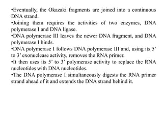 •Eventually, the Okazaki fragments are joined into a continuous
DNA strand.
•Joining them requires the activities of two enzymes, DNA
polymerase I and DNA ligase.
•DNA polymerase III leaves the newer DNA fragment, and DNA
polymerase I binds.
•DNA polymerase I follows DNA polymerase III and, using its 5’
to 3’ exonuclease activity, removes the RNA primer.
•It then uses its 5’ to 3’ polymerase activity to replace the RNA
nucleotides with DNA nucleotides.
•The DNA polymerase I simultaneously digests the RNA primer
strand ahead of it and extends the DNA strand behind it.
 