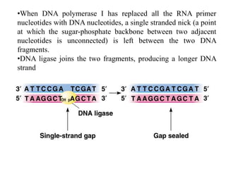 •When DNA polymerase I has replaced all the RNA primer
nucleotides with DNA nucleotides, a single stranded nick (a point
at which the sugar-phosphate backbone between two adjacent
nucleotides is unconnected) is left between the two DNA
fragments.
•DNA ligase joins the two fragments, producing a longer DNA
strand
 
