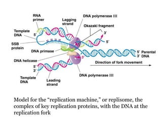 Model for the “replication machine,” or replisome, the
complex of key replication proteins, with the DNA at the
replication fork
 