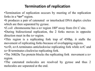 Termination of replication
•Termination of replication occcurs by meeting of the replication
forks in a “ter” region.
•It produces a pair of catenated or interlocked DNA duplex circles
which are then separated by gyrase.
•E.coli chromosome has a ter region 1800 away from Ori C site.
•During bidirectional replication, the 2 forks moves in opposite
direction meet in the ter region.
•This region is a replicating fork trap of 450bp, it stalls the
movement of replicating forks because of overlapping regions.
•terD, terA terminates anticlockwise replicating fork while terC and
ter B terminates clockwise replicating fork.
•The 36KDa Tus protein blocks the replicating fork movement a ter
region.
•The catenated molecules are resolved by gyrase and thus 2
molecules are separated at the end.
 