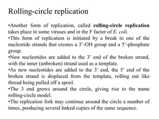 Rolling-circle replication
•Another form of replication, called rolling-circle replication
takes place in some viruses and in the F factor of E. coli.
•This form of replication is initiated by a break in one of the
nucleotide strands that creates a 3’-OH group and a 5’-phosphate
group.
•New nucleotides are added to the 3’ end of the broken strand,
with the inner (unbroken) strand used as a template.
•As new nucleotides are added to the 3’ end, the 5’ end of the
broken strand is displaced from the template, rolling out like
thread being pulled off a spool.
•The 3 end grows around the circle, giving rise to the name
rolling-circle model.
•The replication fork may continue around the circle a number of
times, producing several linked copies of the same sequence.
 