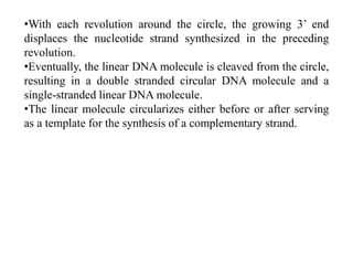 •With each revolution around the circle, the growing 3’ end
displaces the nucleotide strand synthesized in the preceding
revolution.
•Eventually, the linear DNA molecule is cleaved from the circle,
resulting in a double stranded circular DNA molecule and a
single-stranded linear DNA molecule.
•The linear molecule circularizes either before or after serving
as a template for the synthesis of a complementary strand.
 
