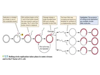 Prokaryotic DNA replication   