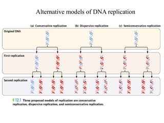 Alternative models of DNA replication
 