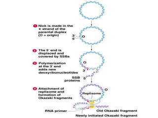 Prokaryotic DNA replication   