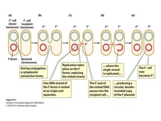 Prokaryotic DNA replication   