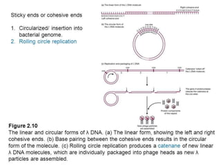 Prokaryotic DNA replication   