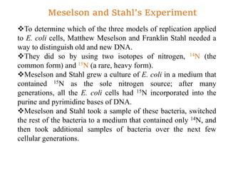 Meselson and Stahl’s Experiment
To determine which of the three models of replication applied
to E. coli cells, Matthew Meselson and Franklin Stahl needed a
way to distinguish old and new DNA.
They did so by using two isotopes of nitrogen, 14N (the
common form) and 15N (a rare, heavy form).
Meselson and Stahl grew a culture of E. coli in a medium that
contained 15N as the sole nitrogen source; after many
generations, all the E. coli cells had 15N incorporated into the
purine and pyrimidine bases of DNA.
Meselson and Stahl took a sample of these bacteria, switched
the rest of the bacteria to a medium that contained only 14N, and
then took additional samples of bacteria over the next few
cellular generations.
 