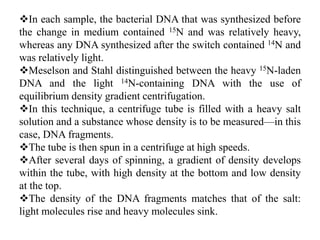 In each sample, the bacterial DNA that was synthesized before
the change in medium contained 15N and was relatively heavy,
whereas any DNA synthesized after the switch contained 14N and
was relatively light.
Meselson and Stahl distinguished between the heavy 15N-laden
DNA and the light 14N-containing DNA with the use of
equilibrium density gradient centrifugation.
In this technique, a centrifuge tube is filled with a heavy salt
solution and a substance whose density is to be measured—in this
case, DNA fragments.
The tube is then spun in a centrifuge at high speeds.
After several days of spinning, a gradient of density develops
within the tube, with high density at the bottom and low density
at the top.
The density of the DNA fragments matches that of the salt:
light molecules rise and heavy molecules sink.
 