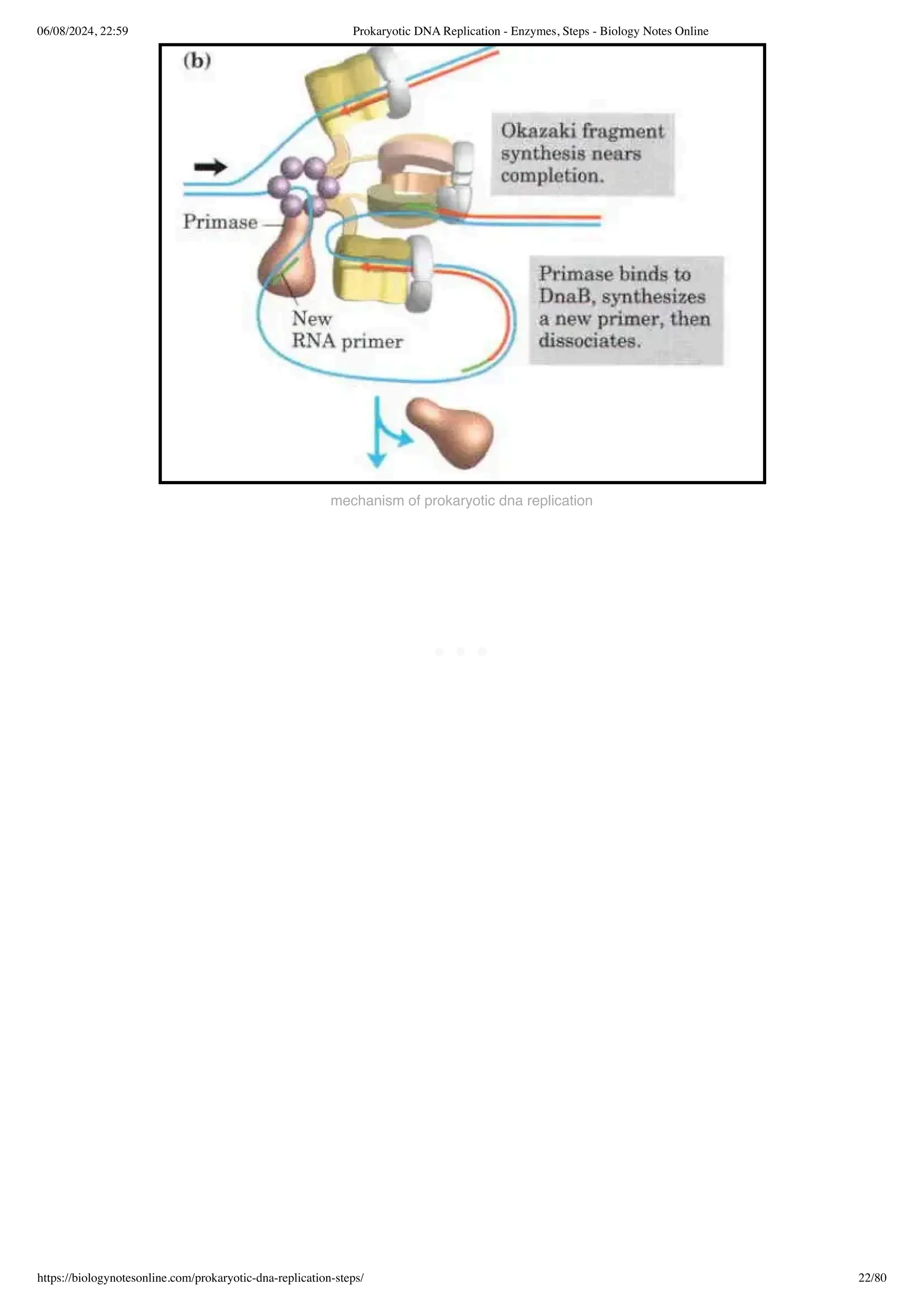 Prokaryotic DNA Replication - Enzymes, Steps - Biology Notes Online.pdf
